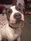 Zeus-ADOPTED 2.19.12