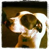 Zeus-ADOPTED 2.19.12