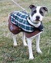 Zeus-ADOPTED 2.19.12