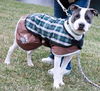 Zeus-ADOPTED 2.19.12