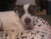 Zeus-ADOPTED 2.19.12