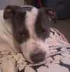 Zeus-ADOPTED 2.19.12