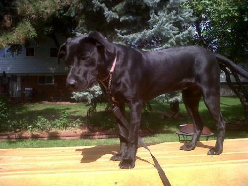 Riley - ADOPTED 12.12.11