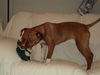 Zoe-ADOPTED-3.7.12