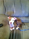 Ricky-ADOPTED 12.26.11