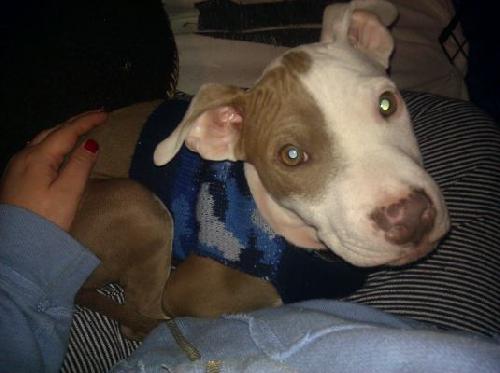 Ricky-ADOPTED 12.26.11