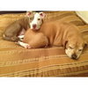 Ricky-ADOPTED 12.26.11