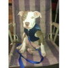 Ricky-ADOPTED 12.26.11