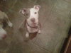 Ricky-ADOPTED 12.26.11