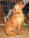 Sugar Plums - ADOPTED 01.08.12