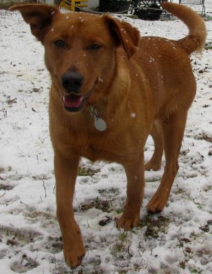 Sugar Plums - ADOPTED 01.08.12
