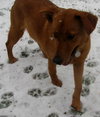 Sugar Plums - ADOPTED 01.08.12