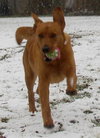 Sugar Plums - ADOPTED 01.08.12