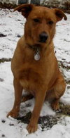 Sugar Plums - ADOPTED 01.08.12
