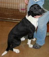Boston-ADOPTED-1.11.12