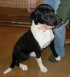 Boston-ADOPTED-1.11.12