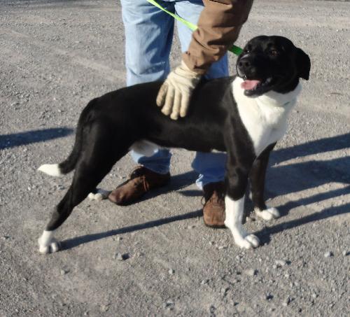 Boston-ADOPTED-1.11.12