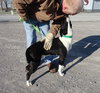 Boston-ADOPTED-1.11.12