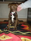 Sienna-AKA Anna - ADOPTED 4.26.12