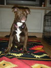 Sienna-AKA Anna - ADOPTED 4.26.12