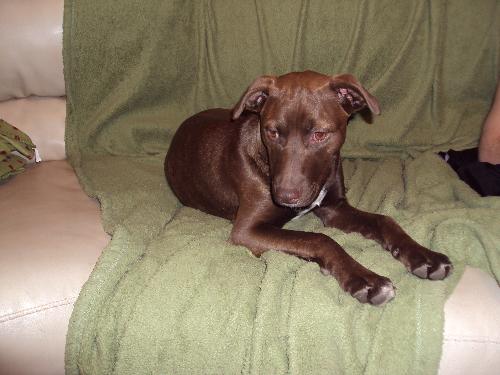 Sienna-AKA Anna - ADOPTED 4.26.12