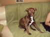 Sienna-AKA Anna - ADOPTED 4.26.12