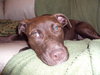 Sienna-AKA Anna - ADOPTED 4.26.12