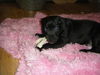 Qd Litter Cass - ADOPTED 12.19.11