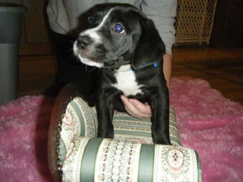 Qd Litter-Joy-ADOPTED-12.19.11