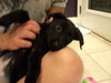 Sd Litter-Dancer-ADOPTED 12.23.11