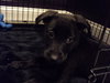 Sd Litter-Dancer-ADOPTED 12.23.11