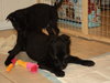Sd Litter-Dancer-ADOPTED 12.23.11