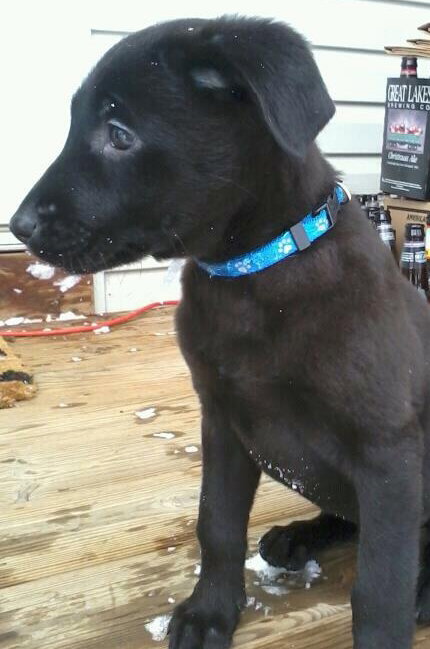 Sd Litter-Dancer-ADOPTED 12.23.11