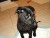 Sd Litter-Dasher - ADOPTED 12.18.11
