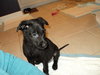 Sd Litter-Dasher - ADOPTED 12.18.11