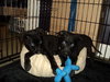 Sd Litter-Dasher - ADOPTED 12.18.11