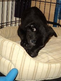 Sd Litter-Dasher - ADOPTED 12.18.11