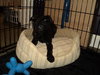 Sd Litter-Dasher - ADOPTED 12.18.11