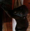 Sd Litter-Donner - ADOPTED 12.29.11