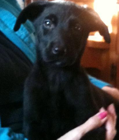 Sd Litter-Donner - ADOPTED 12.29.11