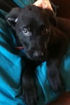Blitzen - ADOPTED 2.2.12