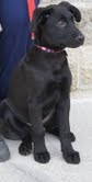 Blitzen - ADOPTED 2.2.12
