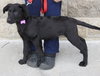 Blitzen - ADOPTED 2.2.12