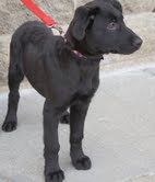 Blitzen - ADOPTED 2.2.12