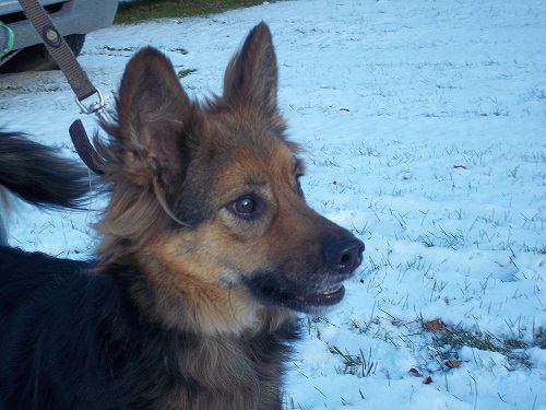 Timmy - ADOPTED 02.07.12