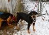 Wynonna-ADOPTED 02.25.12