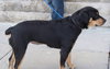 Wynonna-ADOPTED 02.25.12