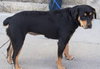 Wynonna-ADOPTED 02.25.12