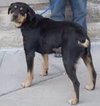 Wynonna-ADOPTED 02.25.12