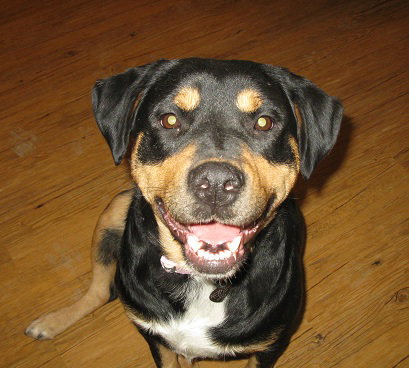 Wynonna-ADOPTED 02.25.12